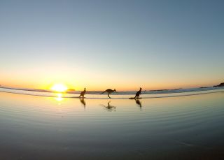 Kangaroos at Emerald Beach during sunrise, Coffs Coast