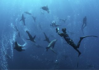 Man swimming with seals during a snorkelling tour with Dive Jervis Bay