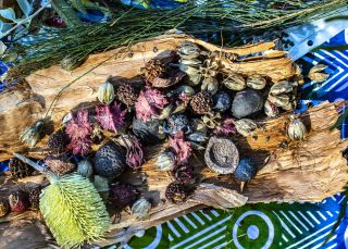 Food sources and medicinal plants shown on an Unkya Cultural Eco Tours at Gaagal Wanggaan (South Beach) National Park, Scotts Head