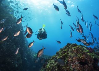 Scuba diver exploring the Julian Rocks dive site, Byron Bay