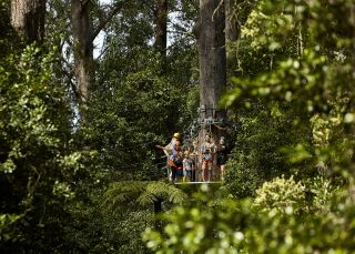 Illawarra Fly Treetop Adventures, Knights Hill - Illawarra