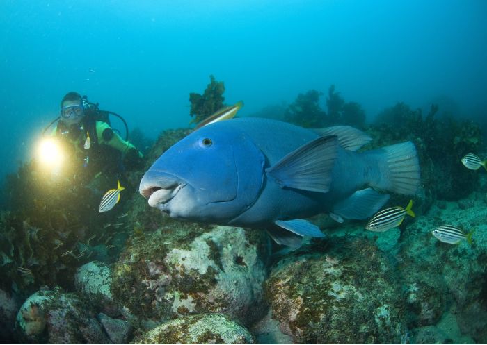 Diving in Ulladulla