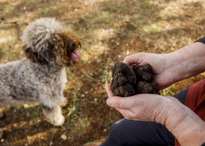 Truffle dogs with their truffles at Macenmist Black Truffles and Wine in Bredbo