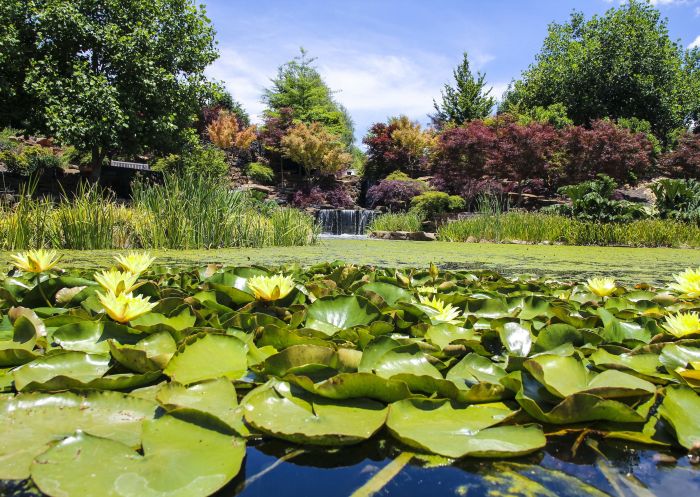 Vibrant summer colours on display at Mayfield Garden in Oberon, Blue Mountains