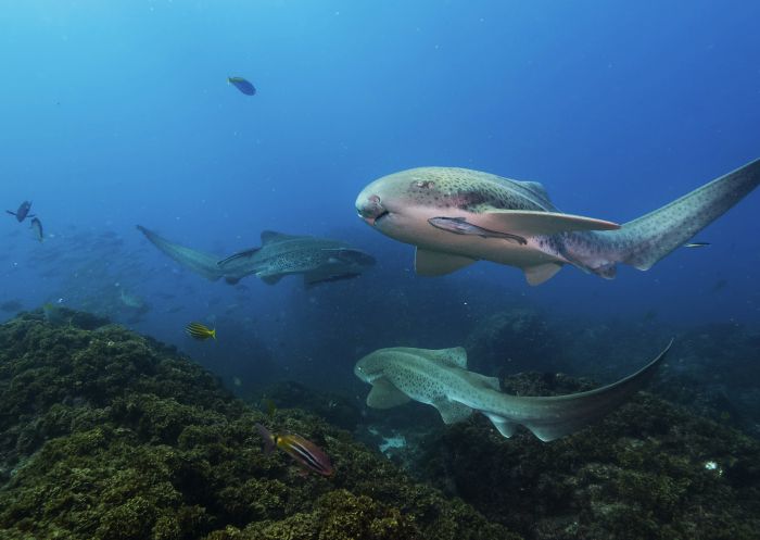 School of leopard sharks near Julian Rocks, Byron Bay