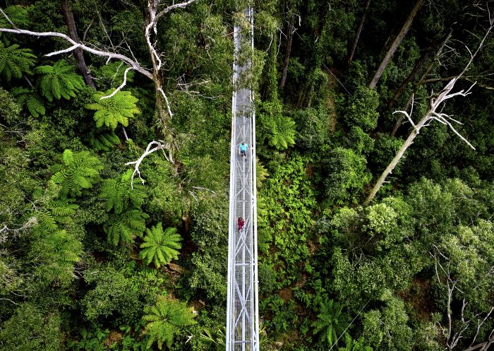 Visitors walking amongst the trees at Illawarra Fly Treetop Adventures, Knights Hill south of Wollongong, South Coast