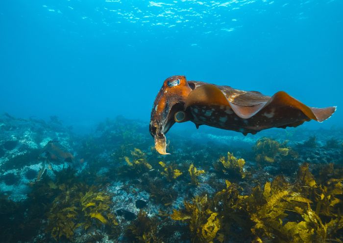 Cabbage Tree Bay Aquatic Reserve