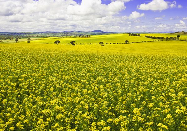 Canola Fields in the Riverina Area