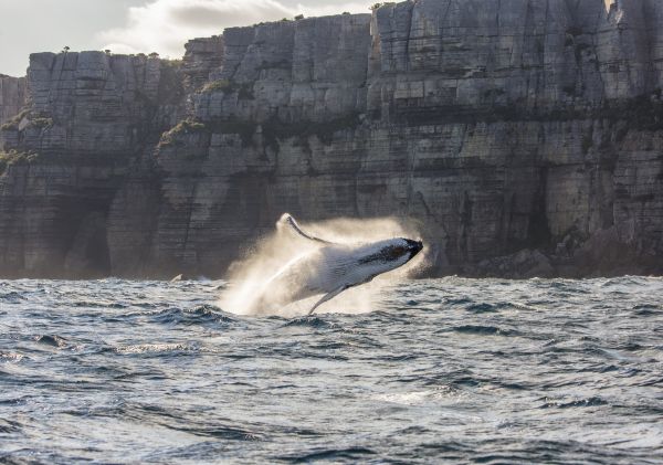 tour with Dive Jervis Bay - South Coast