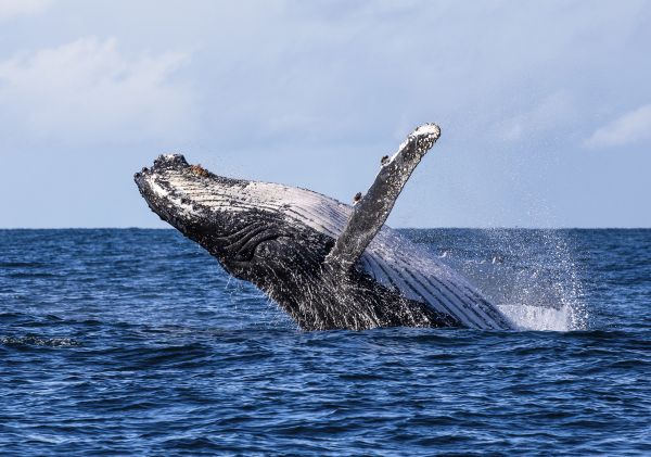 tour with Dive Jervis Bay - Img credit Jordan Robins, NSW South Coast