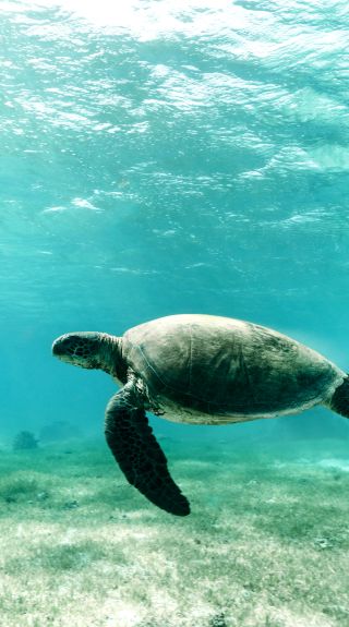 Turtle swimming in the clear blue waters off Lagoon Beach, Lord Howe Island. Image Credit: Zach Sanders