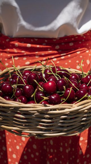 Valley Fresh Cherries & Stonefruits, Young