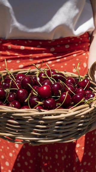 Valley Fresh Cherries & Stonefruits, Young