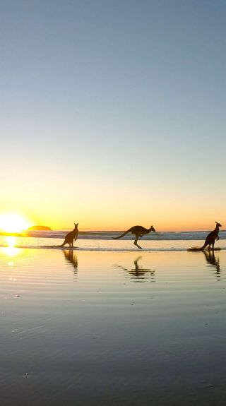 Kangaroos at Emerald Beach, Coffs Coast - Credit: Solitary Islands Surf School