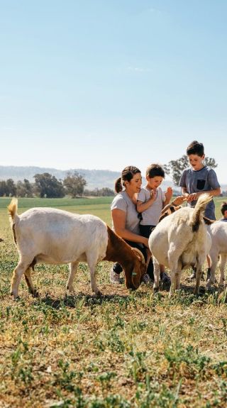 Hillview Farmstay - Credit: Cootamundra-Gundagai Regional Council