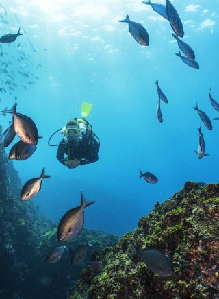 Scuba diver exploring the Julian Rocks dive site, Byron Bay