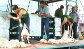 Sheep shearing contest at Dunedoo Show, Dunedoo