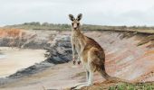 Kangaroo at Lake Arragan Campground in Yuraygir National Park