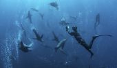 Man swimming with seals during a snorkelling tour with Dive Jervis Bay, South Coast