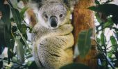 Resident koala at Billabong Zoo in Port Macquarie, North Coast