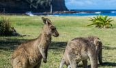 Kangaroos grazing at Pebbly Beach in Murramarang National Park, South Coast