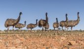 Emus at Sturt National Park - Tibooburra