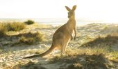 Kangaroo grazing in the morning sun at Potato Point in Eurobodalla, South Coast