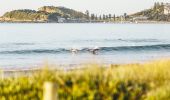 Dolphins catching a wave at Terrigal Beach in Terrigal, Central Coast