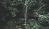 Crystal Showers Falls - Dorrigo National Park