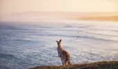 Kangaroo grazing on Look At Me Now Headland at Emerald Beach in Coffs Harbour