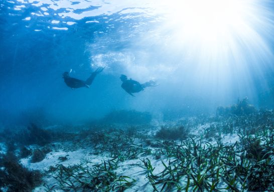 Couple snorkelling in Bushrangers Bay Aquatic Reserve, Shell Cove near Shellharbour, South Coast 