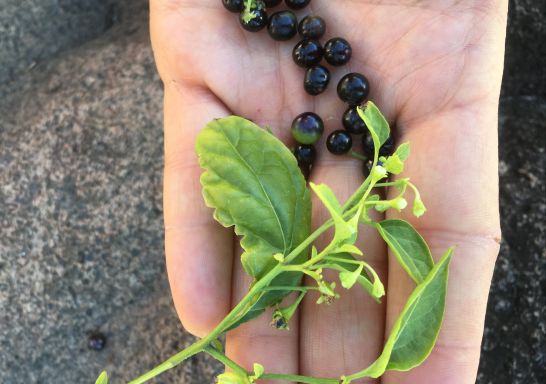 Berry hunting with Nura Gunyu at Morton in Jervis Bay & Shoalhaven Area, South Coast