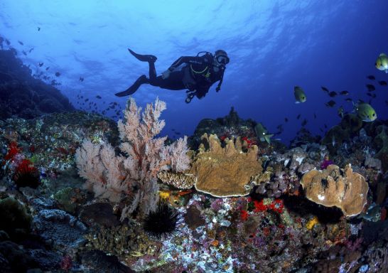 Scuba diver exploring the coral gardens surrounding Lord Howe Island