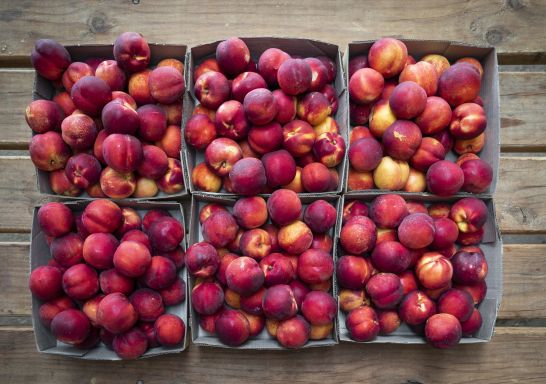 Plums ready for picking at Ballinaclash Food and Wine in Young